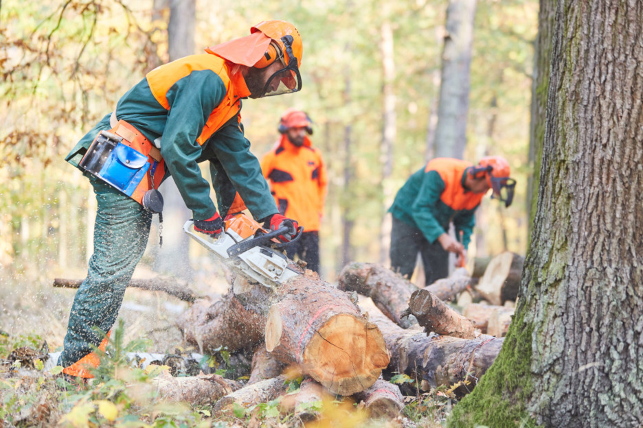 Metsureita työssään metsässä